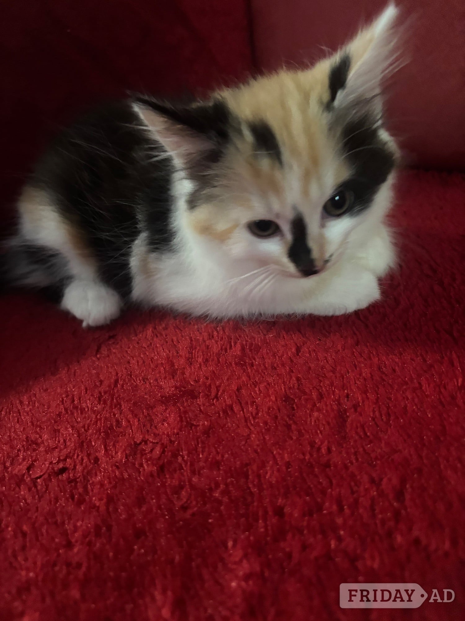 Beautiful Fluffy Kittens - 2 Gorgeous Girls Left! Ready Now 🐾 - Cats & Kittens