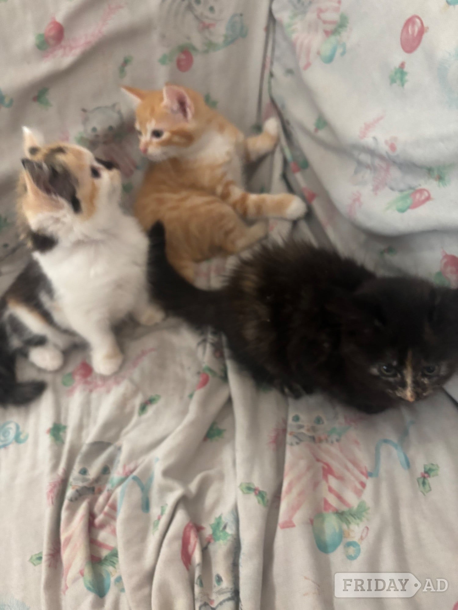 Beautiful Fluffy Kittens in Hastings