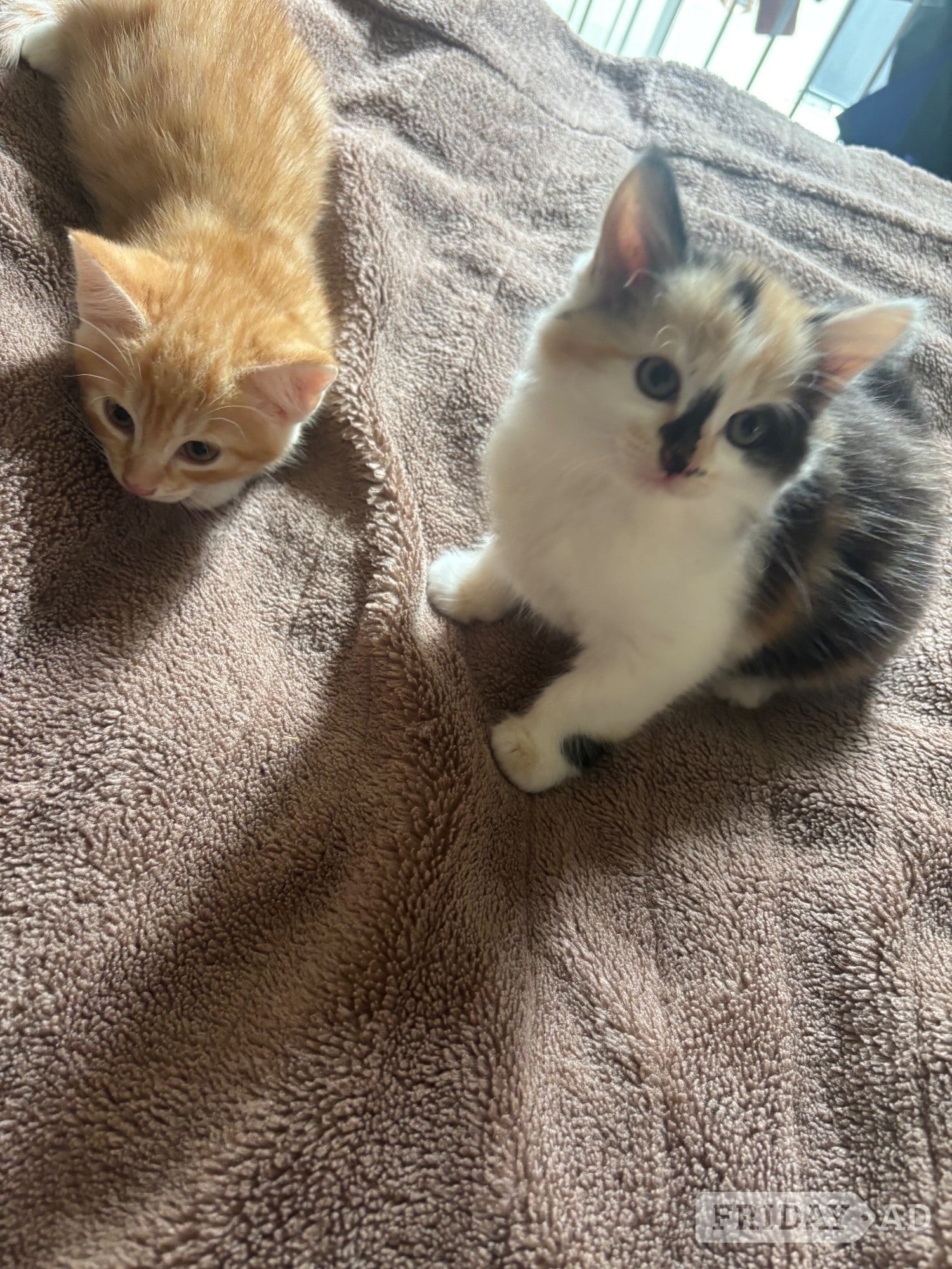 Beautiful Fluffy Kittens