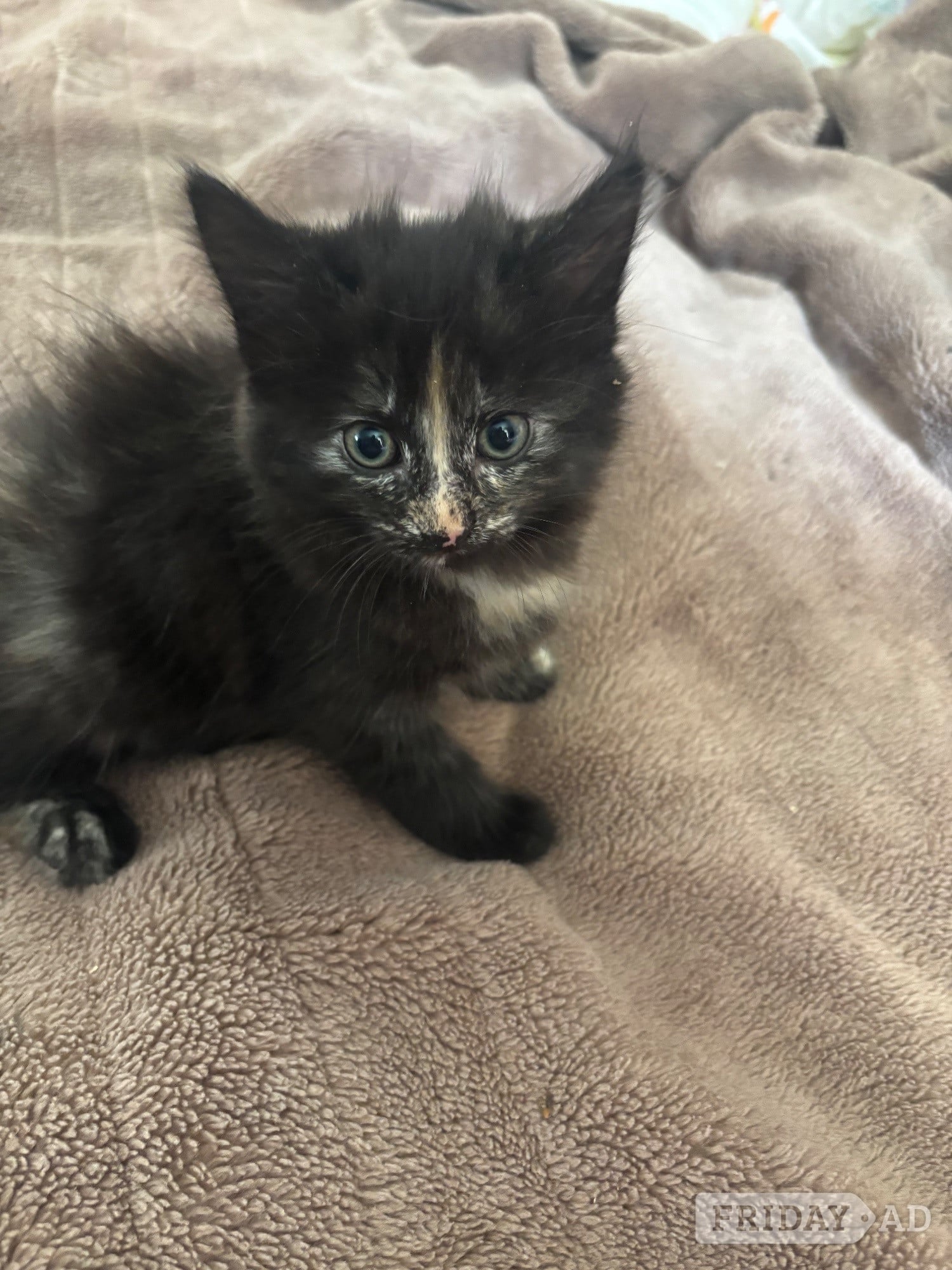 Hastings Beautiful Fluffy Kittens
