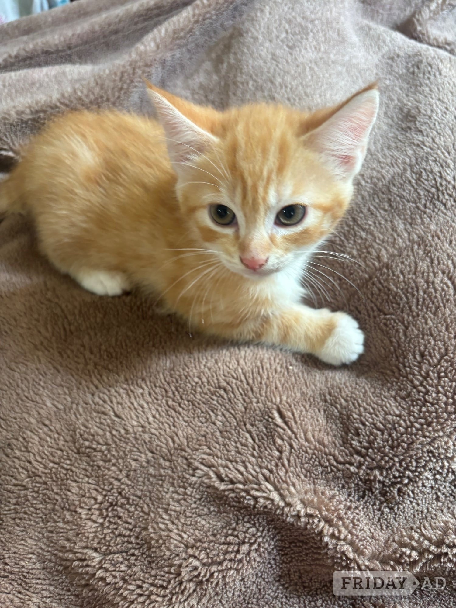 Beautiful Fluffy Kittens - Cats & Kittens in Hastings