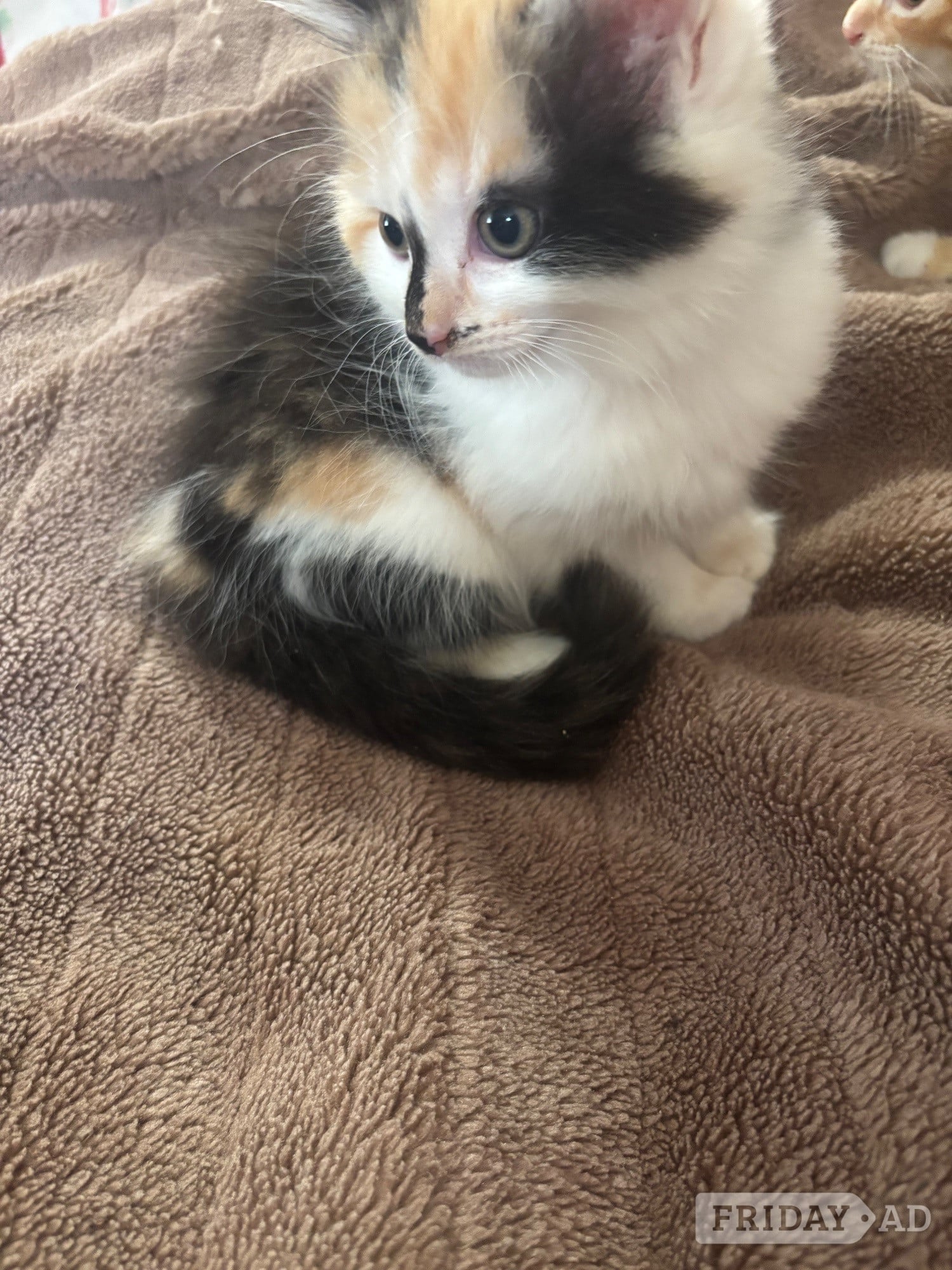 Beautiful Fluffy Kittens - Cats & Kittens