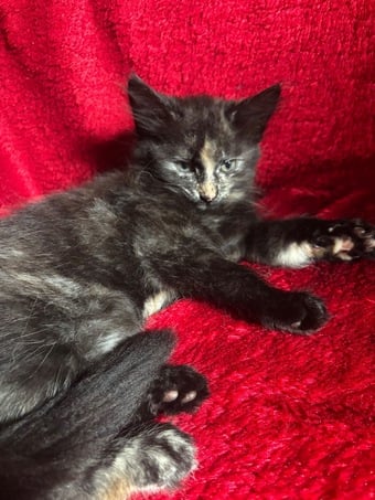 Last Gorgeous Fluffy Girl Left! Ready For Her New Home Now 🐾