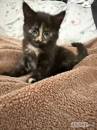 Last Gorgeous Fluffy Girl Left! Ready For Her New Home Now 🐾