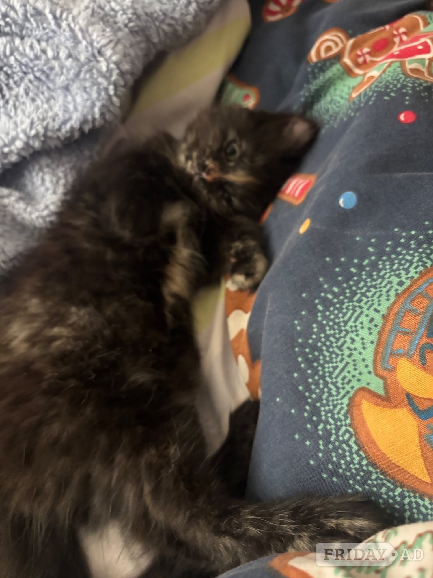 Last Gorgeous Fluffy Girl Left! Ready For Her New Home Now 🐾 - Cats & Kittens in Hastings