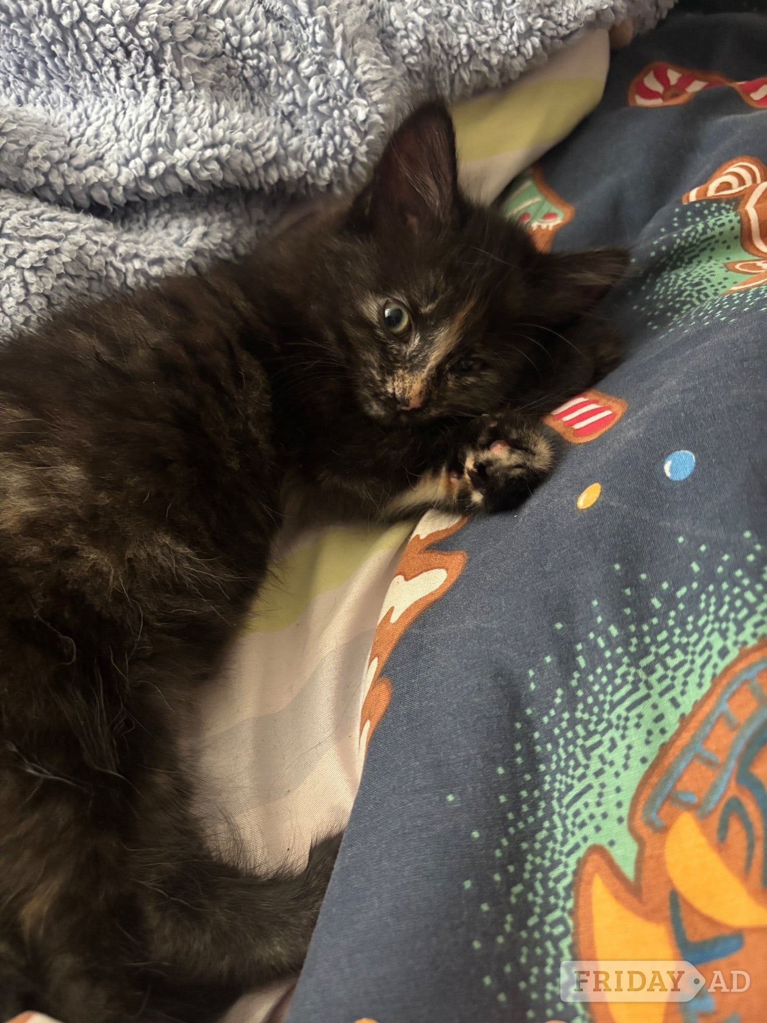 Last Gorgeous Fluffy Girl Left! Ready For Her New Home Now 🐾 - Cats & Kittens