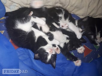 Maine coon x Felix kittens