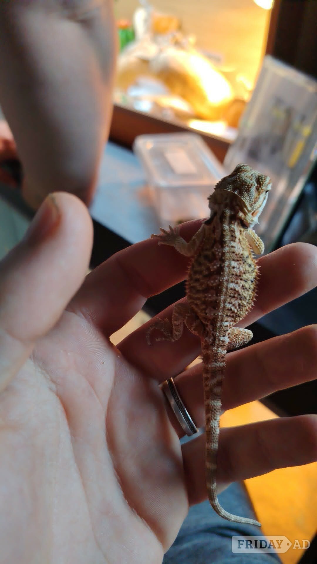 baby bearded dragon in Leicester