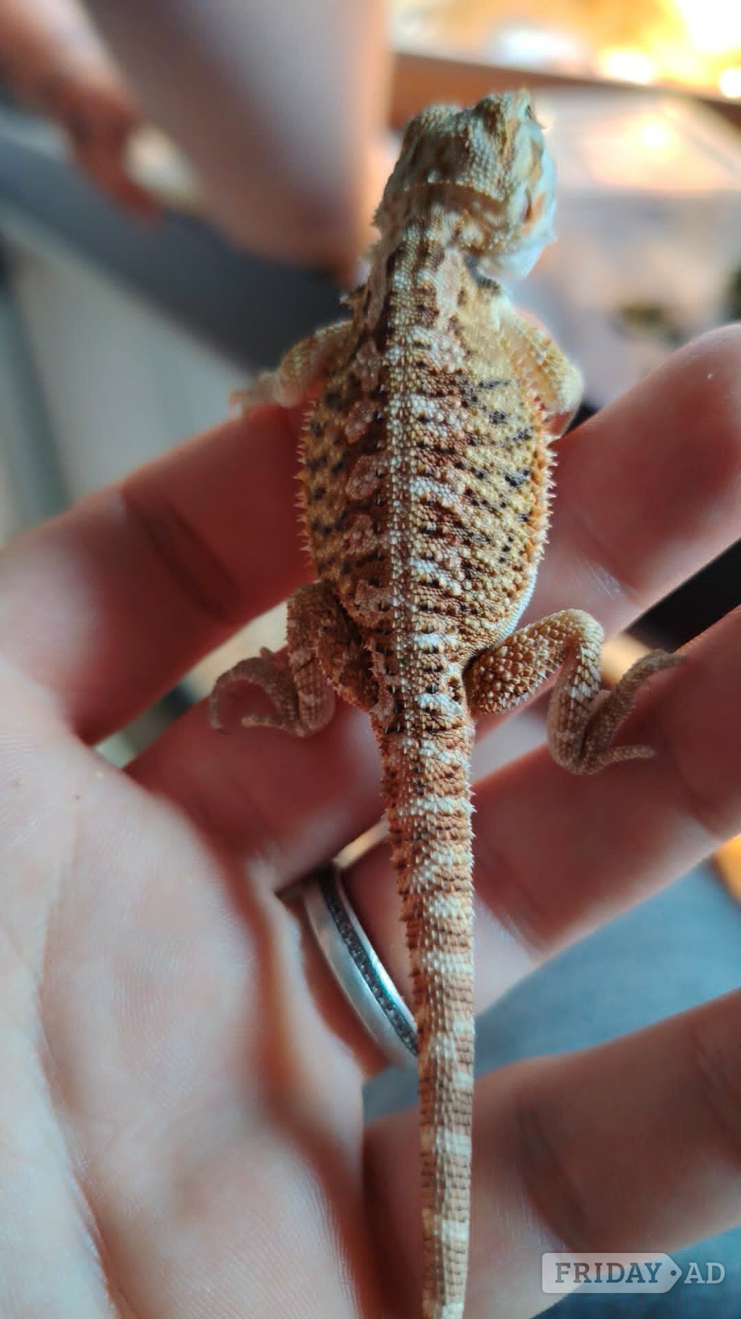 baby bearded dragon