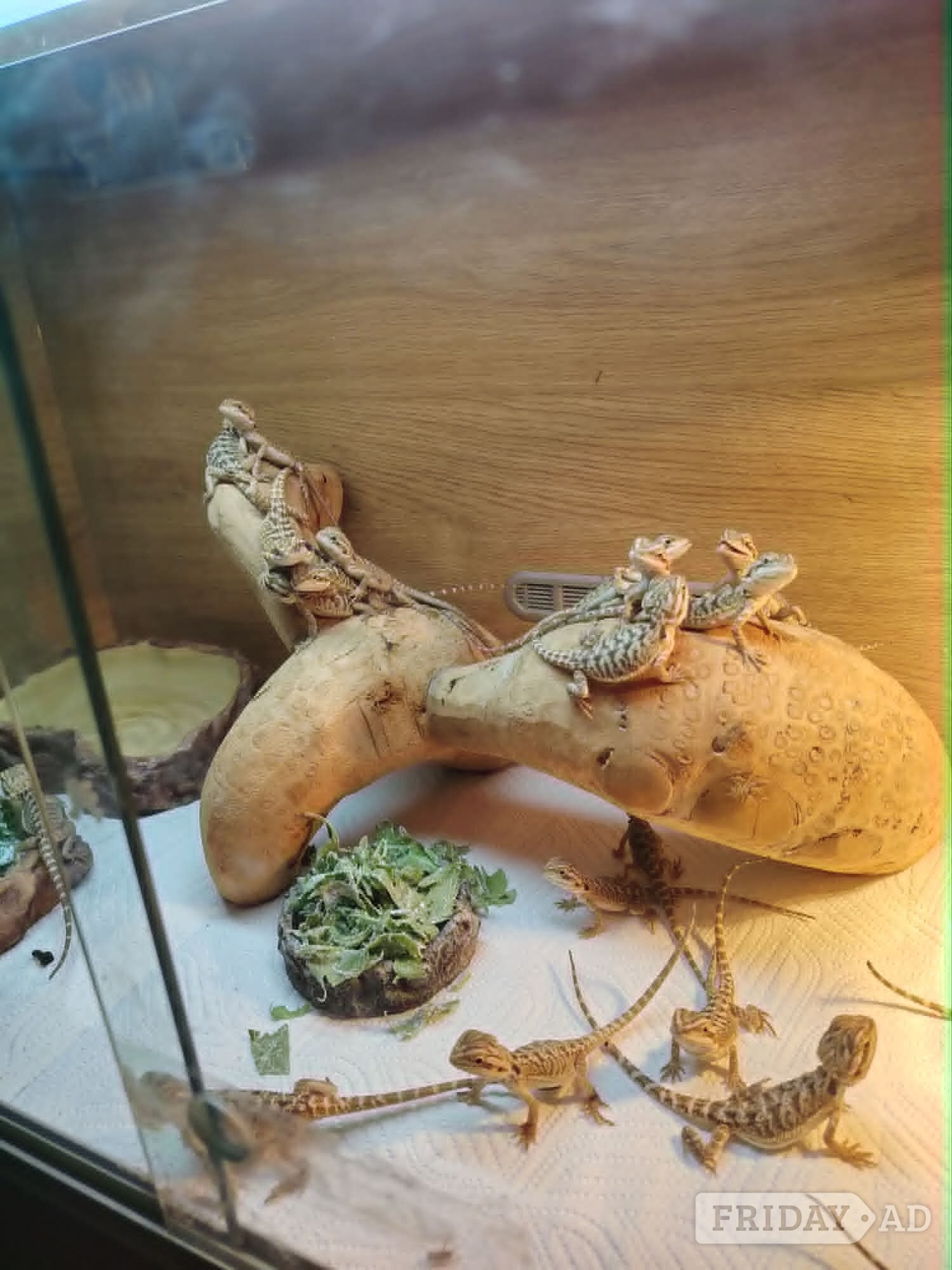 baby bearded dragon - Reptiles & Amphibians in Leicester