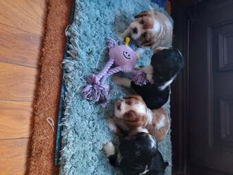 cavalier king charles pups