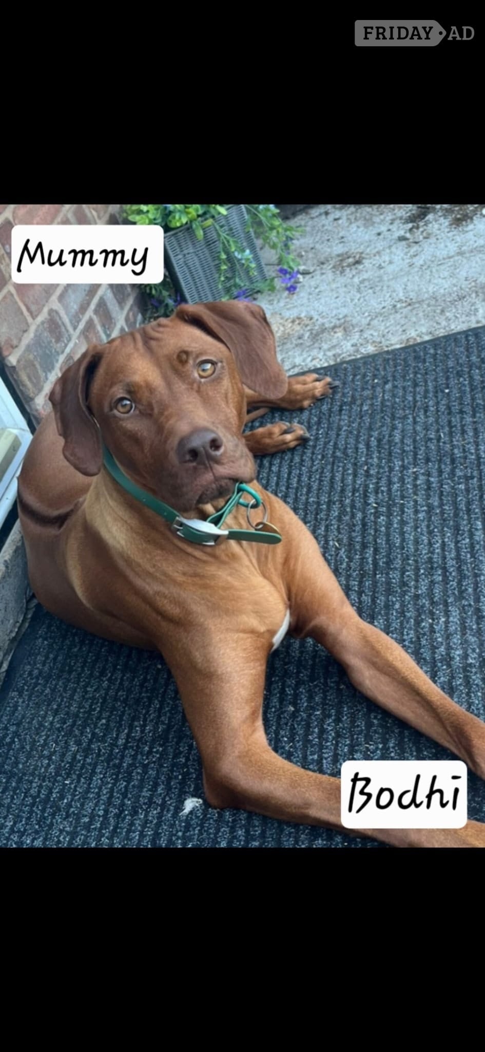 Rhodesian ridgeback puppies  in Doncaster