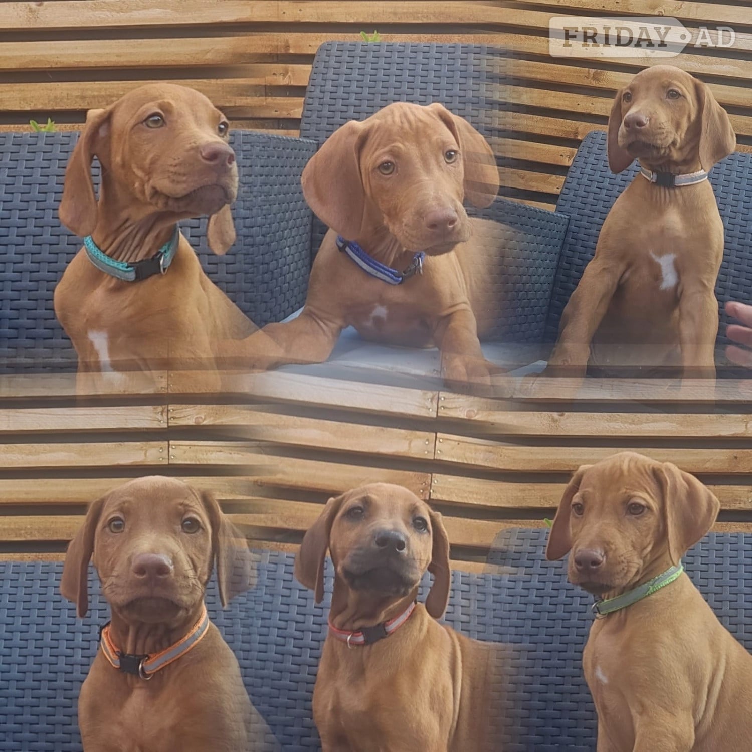 Rhodesian ridgeback puppies  in Doncaster