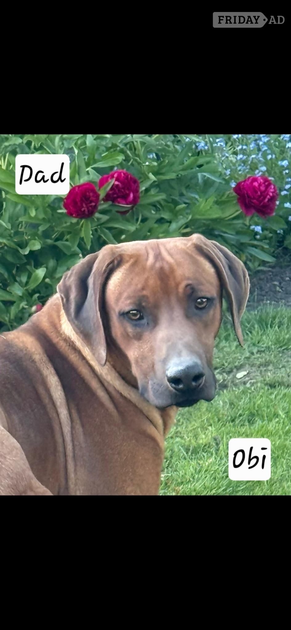 Rhodesian ridgeback puppies 