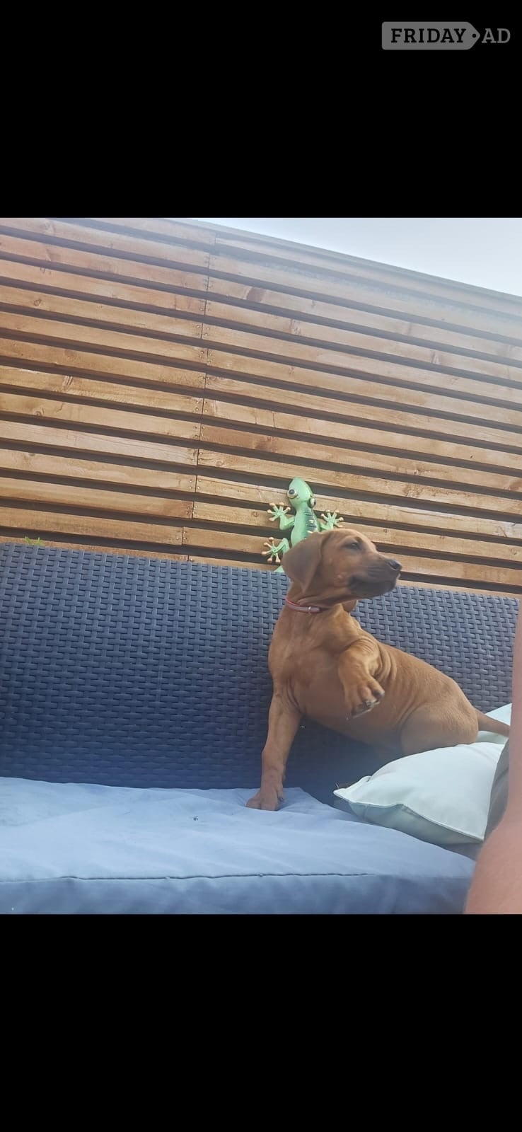 Rhodesian ridgeback puppies 