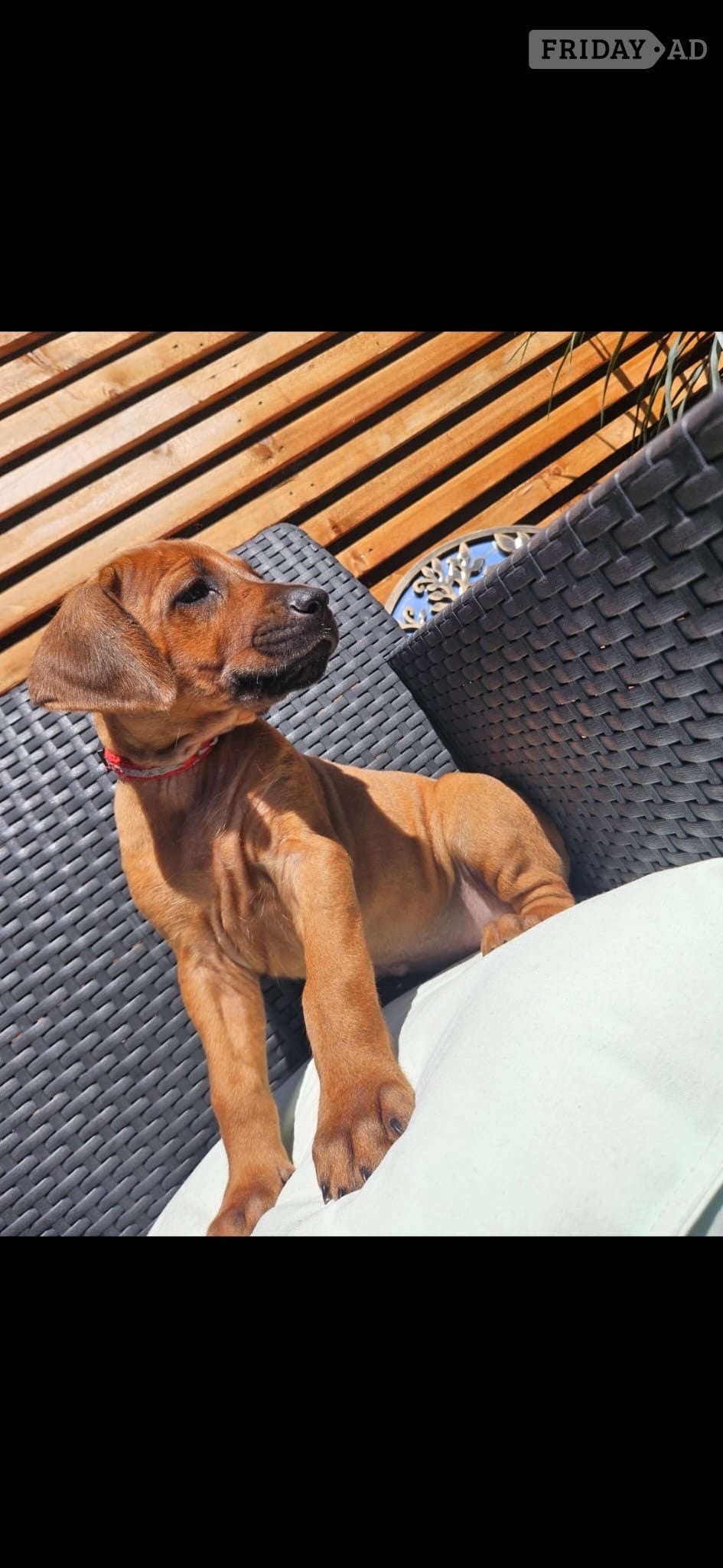 Doncaster Rhodesian ridgeback puppies 