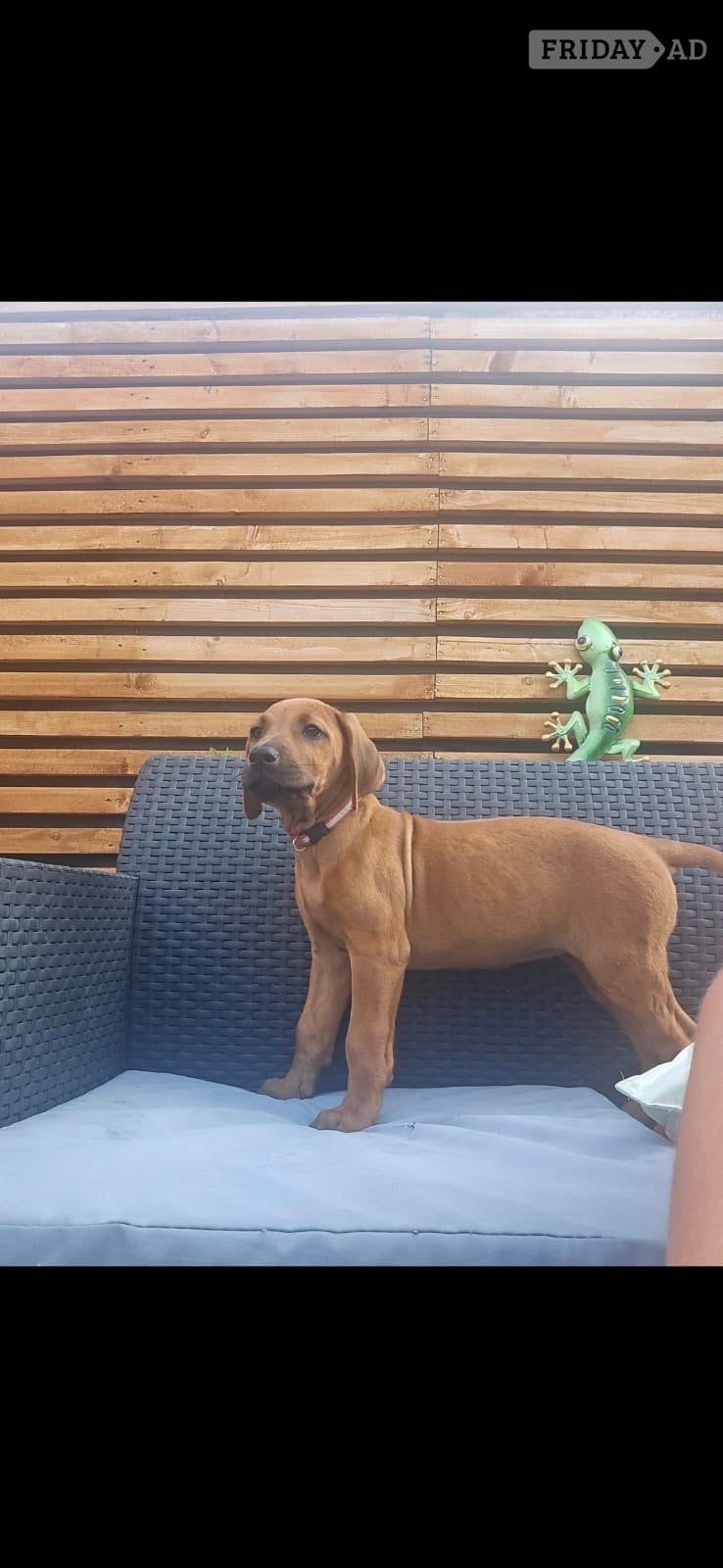 Doncaster Rhodesian ridgeback puppies 