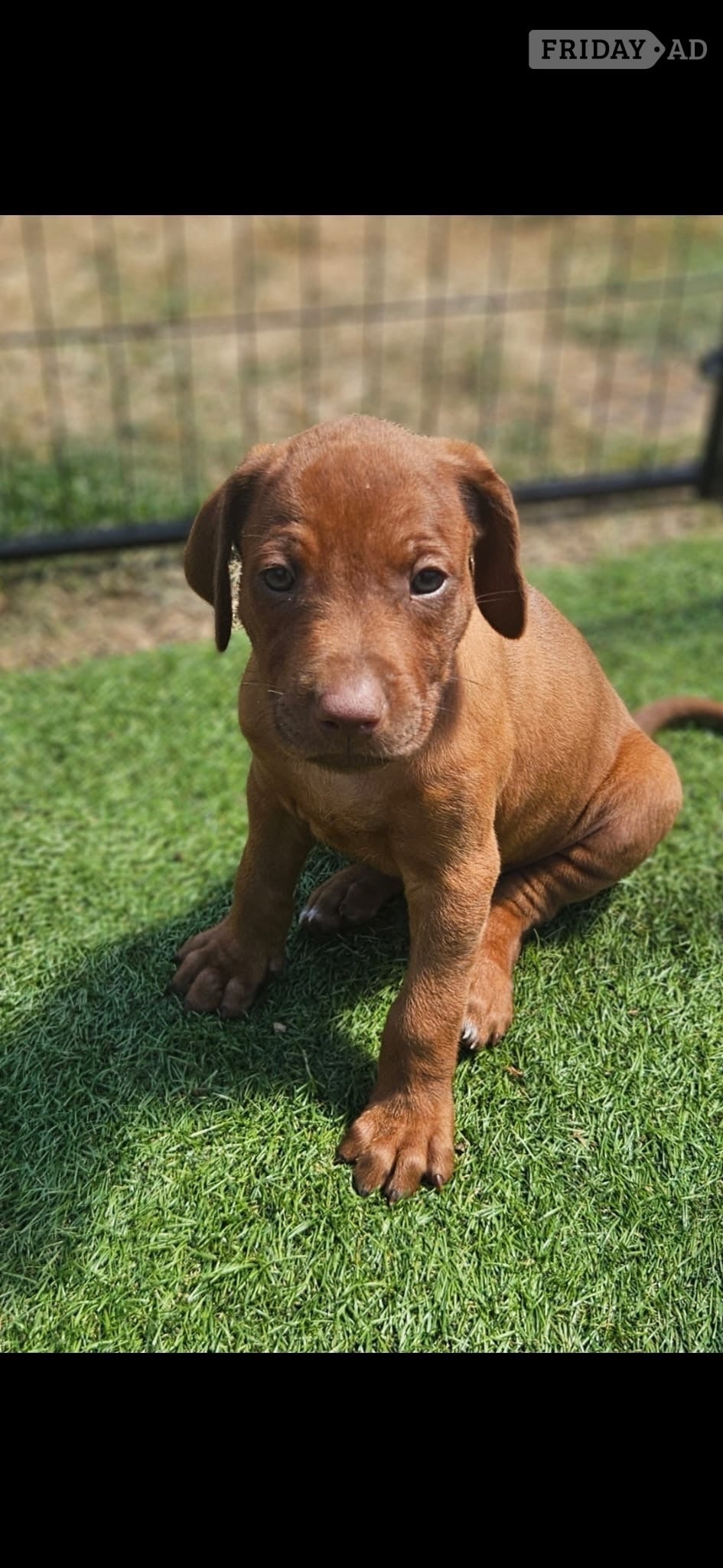 Rhodesian ridgeback puppies  - Dogs & Puppies in Doncaster