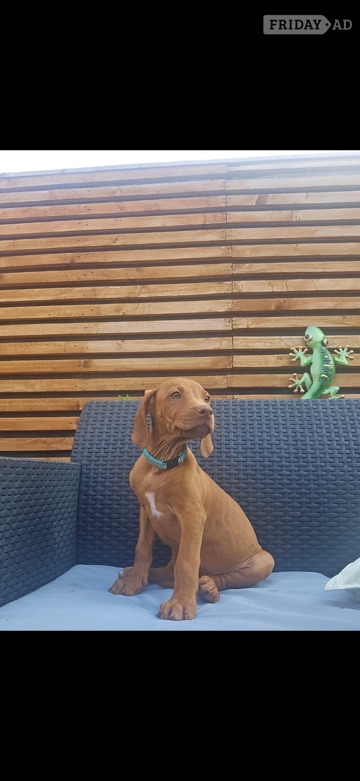 Rhodesian ridgeback puppies  - Dogs & Puppies in Doncaster