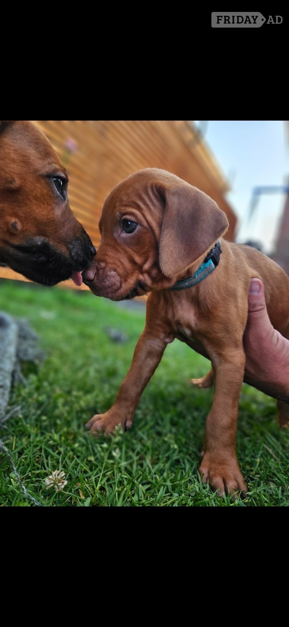 Rhodesian ridgeback puppies  - Dogs & Puppies