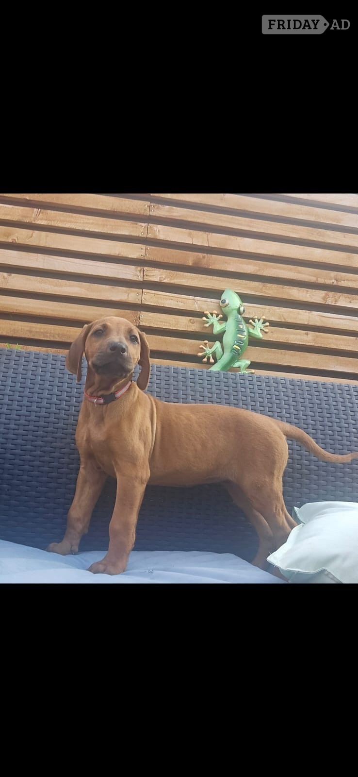 Rhodesian ridgeback puppies  - Dogs & Puppies