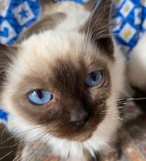 Birman Seal Point and Blue Point kittens for sale