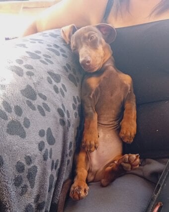 Brown boy dachshund not registered 