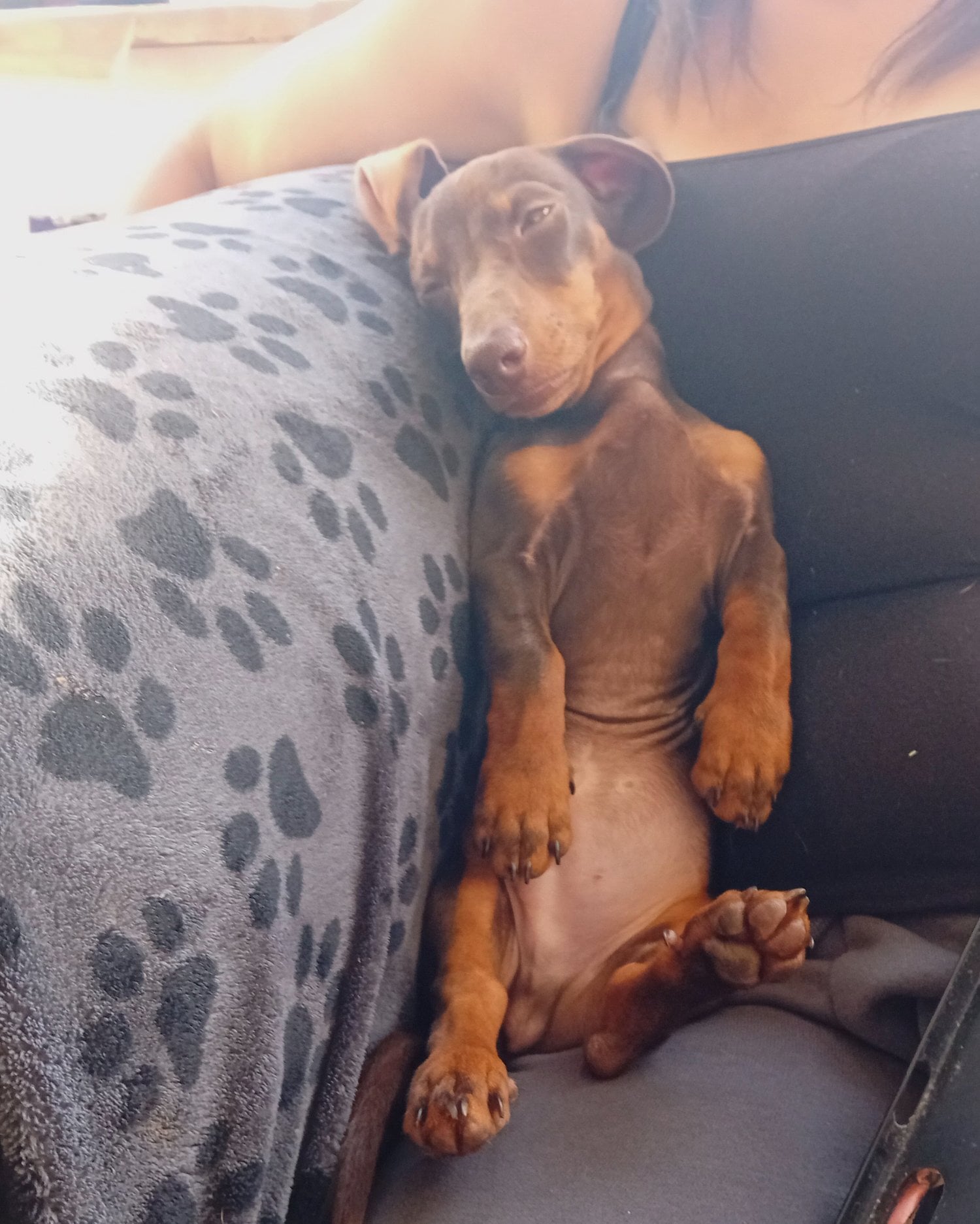 Brown boy dachshund not registered 