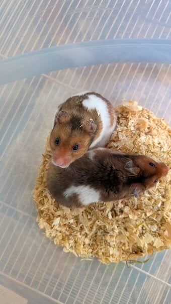Baby Syrian hamster