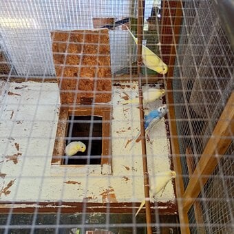 Baby Budgies for sale ready now £20 each