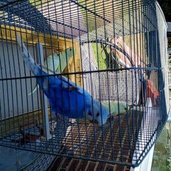 Baby Budgies for sale ready now £20 each