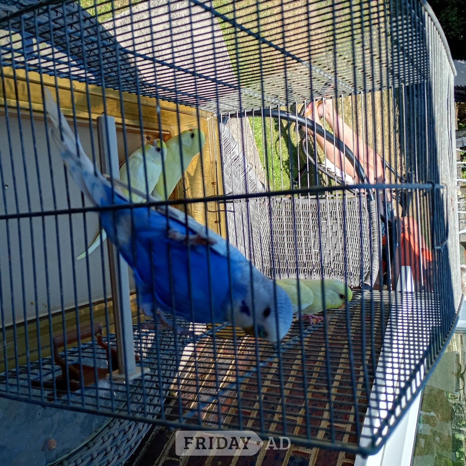 Baby Budgies for sale ready now £20 each in Hailsham