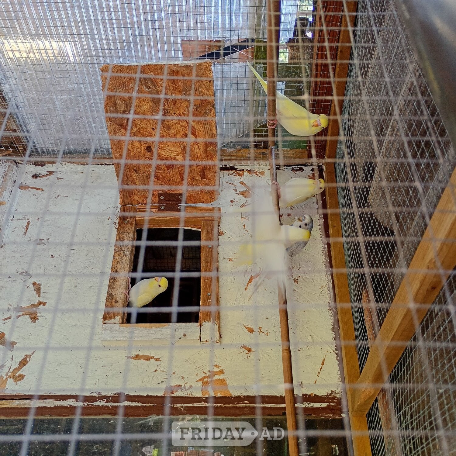 Baby Budgies for sale ready now £20 each