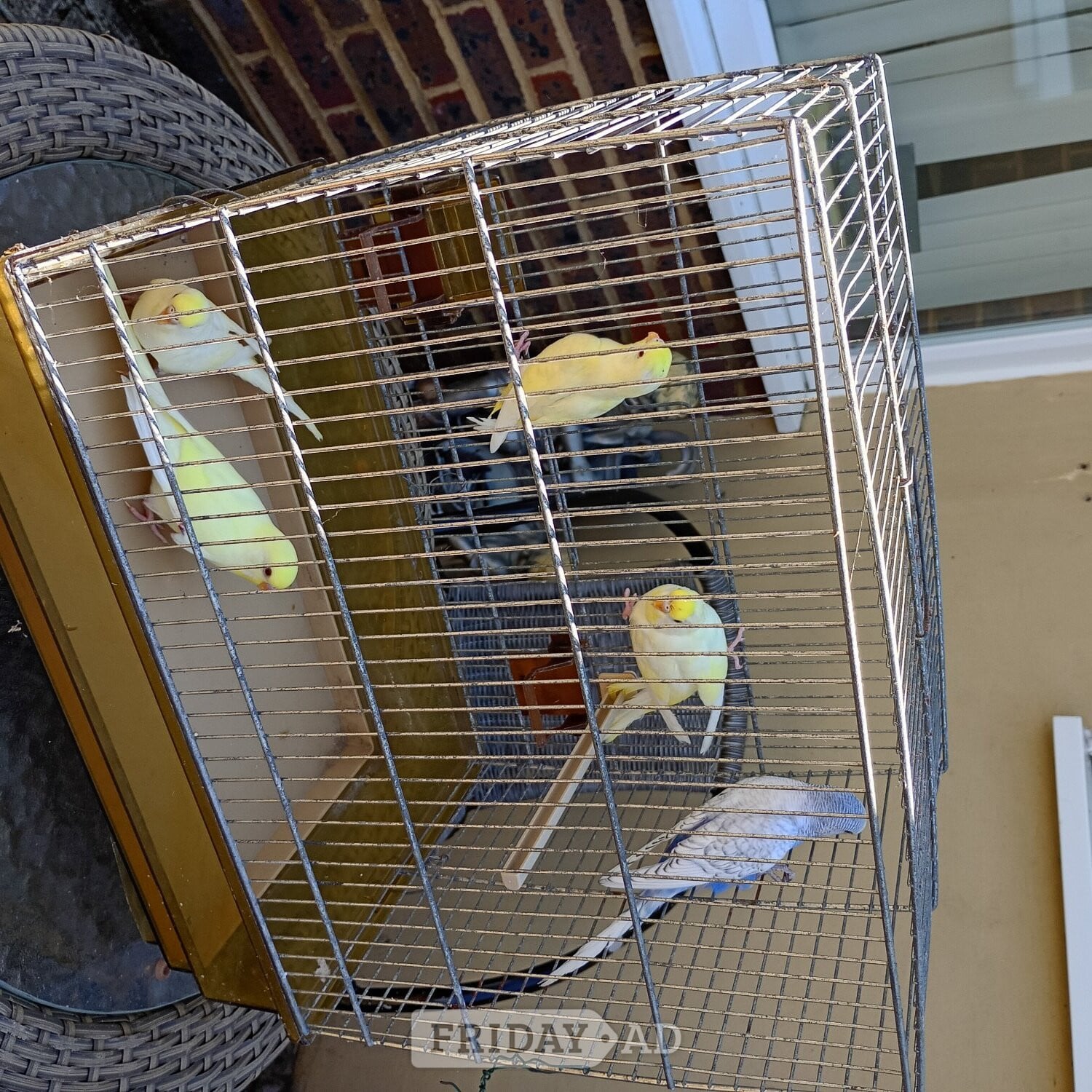 Baby Budgies for sale ready now £20 each