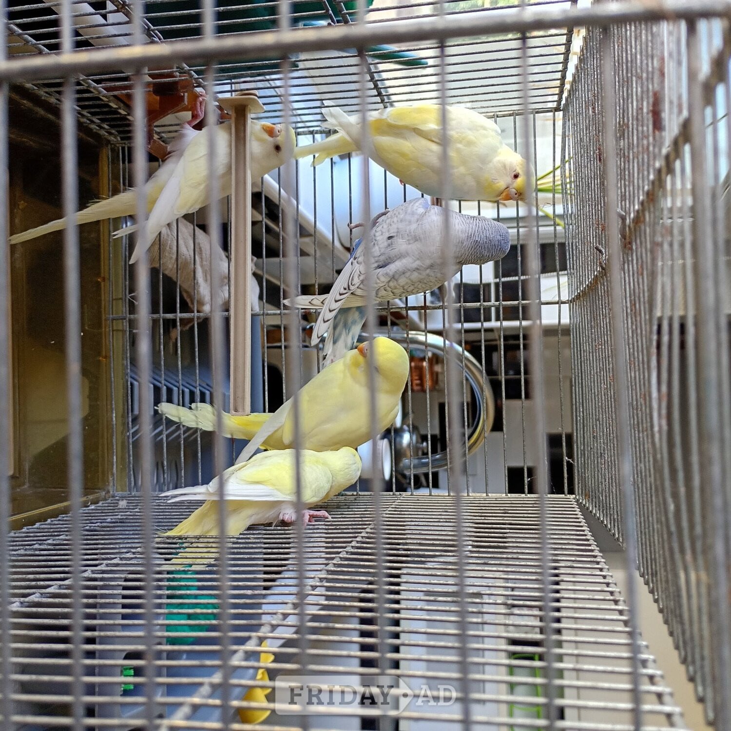 Hailsham Baby Budgies for sale ready now £20 each