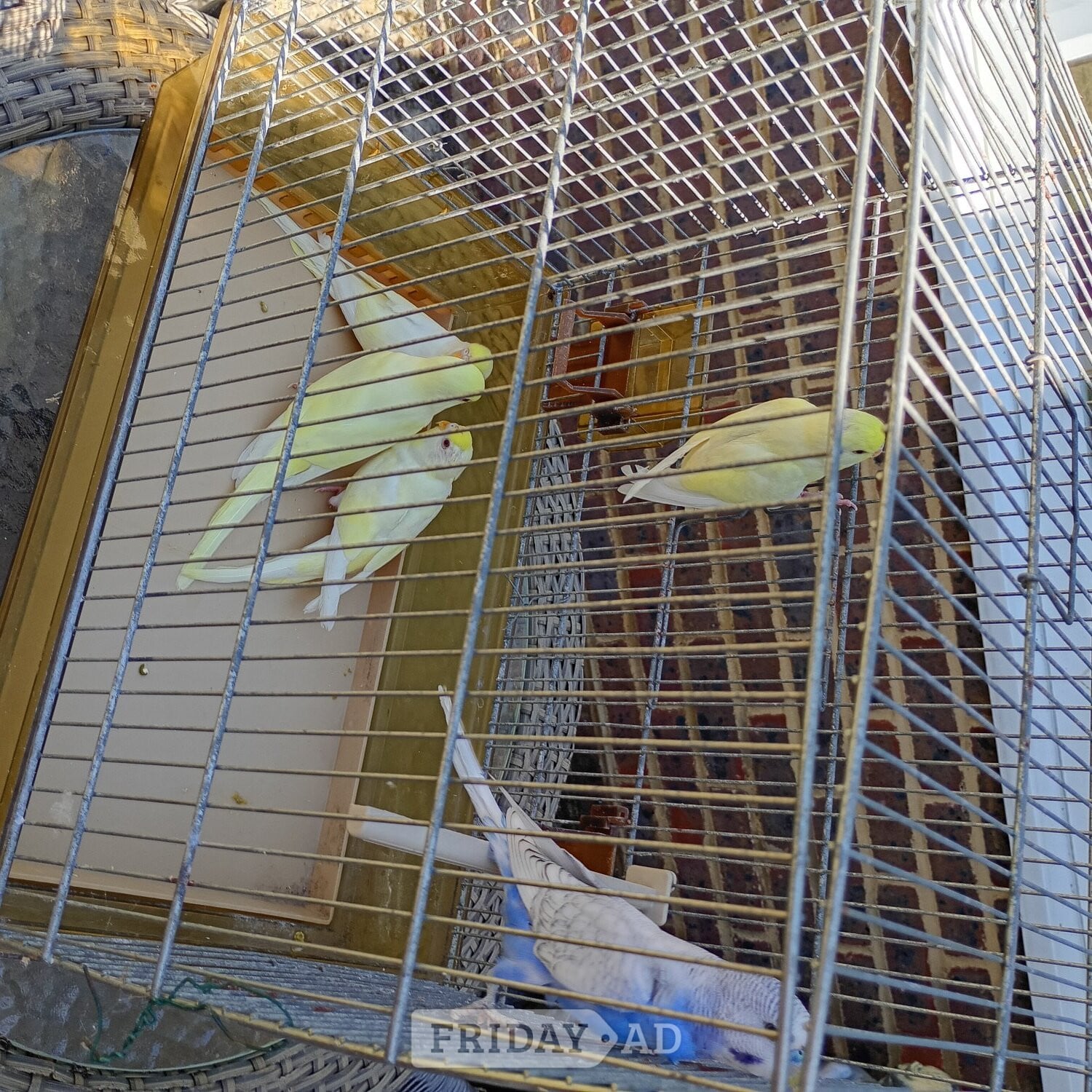 Baby Budgies for sale ready now £20 each - Birds in Hailsham