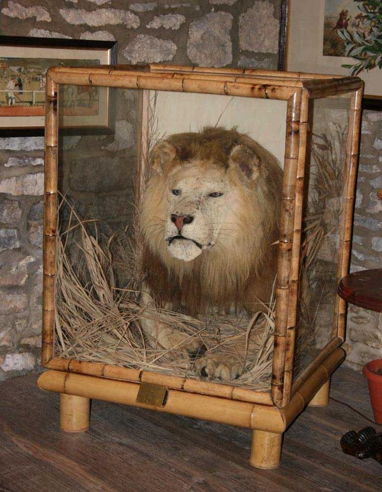 wanted antique taxidermy by VAN INGEN, ROWLAND WARD, PETER SPICER