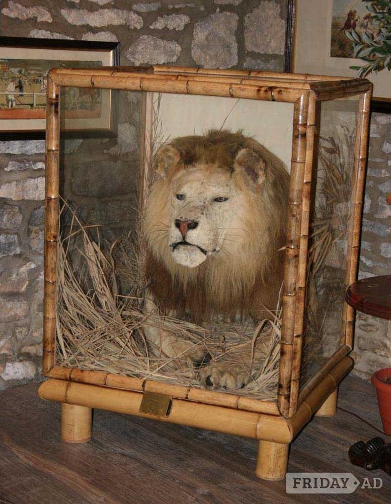 wanted antique taxidermy by VAN INGEN, ROWLAND WARD, PETER SPICER