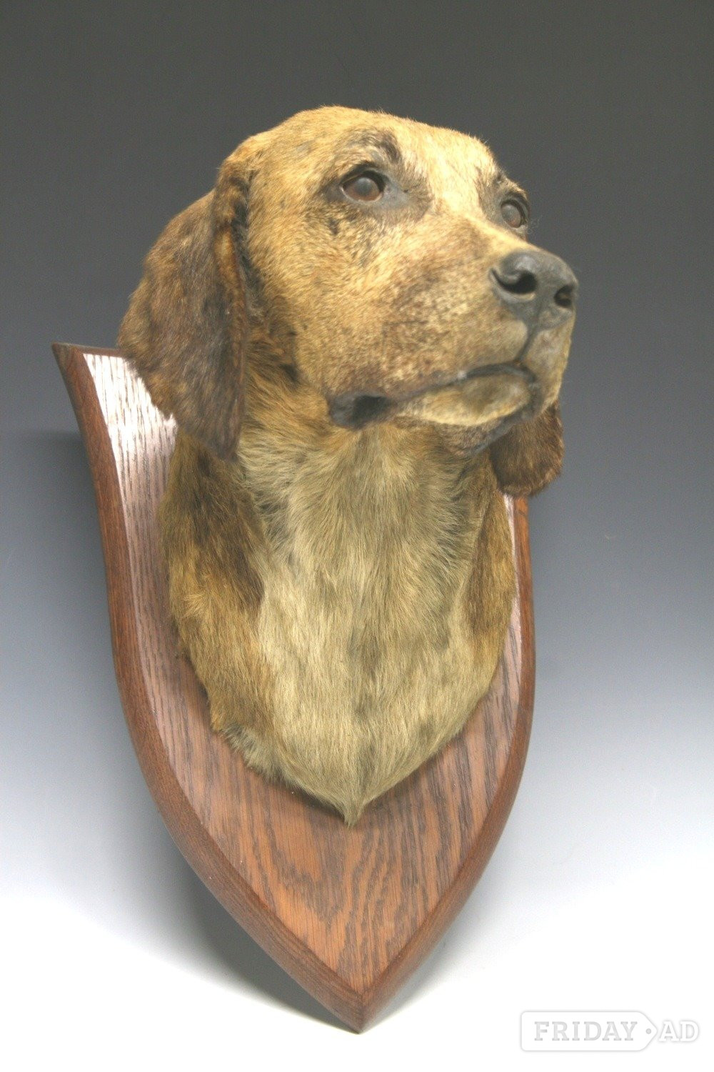 wanted antique taxidermy by VAN INGEN, ROWLAND WARD, PETER SPICER - Antiques & Collectables in London