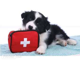 Dog First Aid courses East/West Sussex